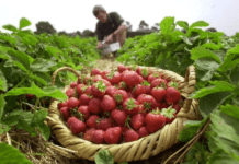 Екоферми Ліверпуля: що це і для чого вони потрібні