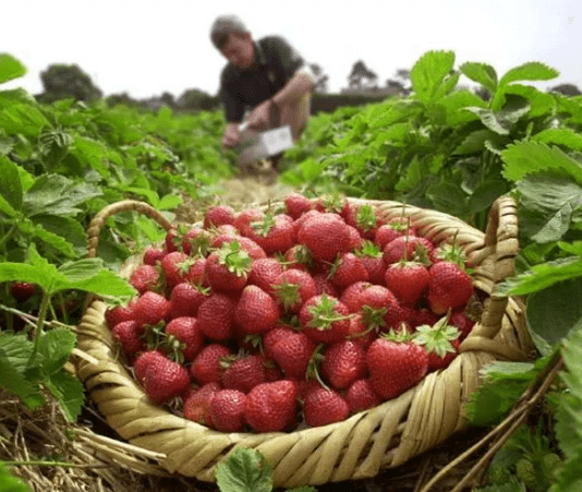 Liverpool’s ecological farming. What is it and why is it needed?
