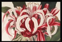 Прісцилла Сьюзан Бері — жінка-ботанік та ілюстраторка, яка обожнювала лілії