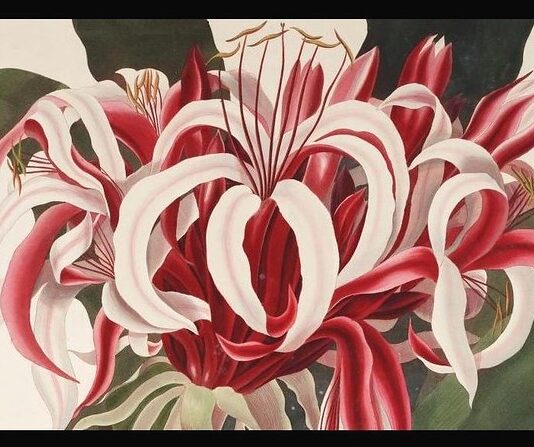 Прісцилла Сьюзан Бері — жінка-ботанік та ілюстраторка, яка обожнювала лілії