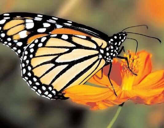 Август Редклифф Грот — британский энтомолог, описавший более тысячи видов бабочек