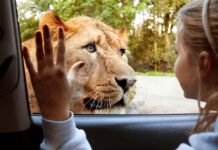 What is known about Liverpool’s zoos and menageries?