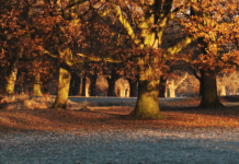 Regenerative forests in urban environments: the Liverpool experience