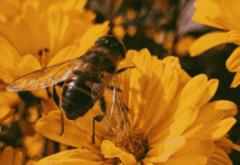 Історія бджільництва у Мерсісайді: від бортництва до сучасних технологій