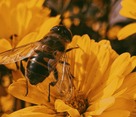 The history of beekeeping in Merseyside: from apiculture to modern technology