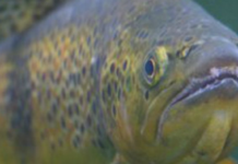 Mersey fishing: a revival thanks to clean-up