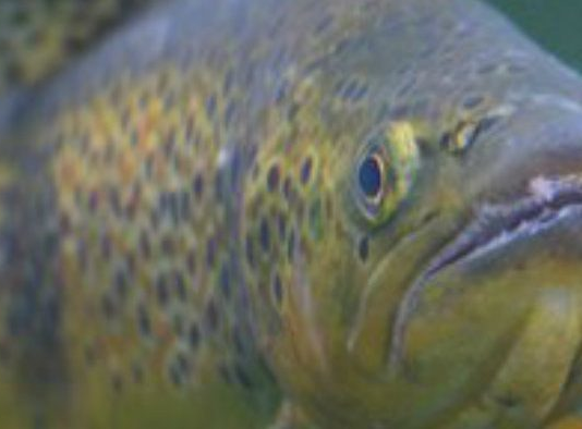 Mersey fishing: a revival thanks to clean-up