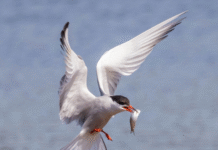 Seaforth Nature Reserve – A Birdwatching Hotspot