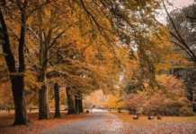 Calderstones Park: An Ancient Site with Stone Age Secrets