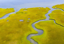 Естуарій Мерсі: як змінюється підхід до захисту й відновлення берегів