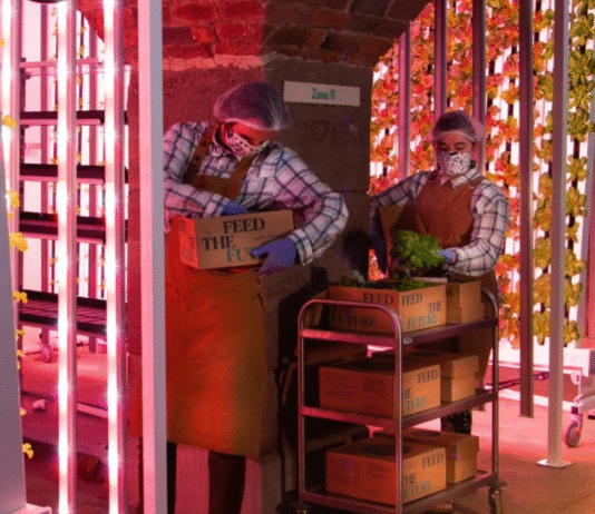 The Urban Farm of the Future: How Closed-Loop Aquaponics Works in Liverpool
