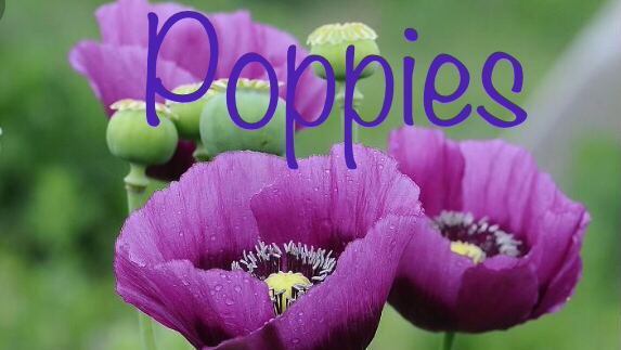 Poppies Florist Liverpool