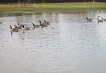 Walton Hall Park