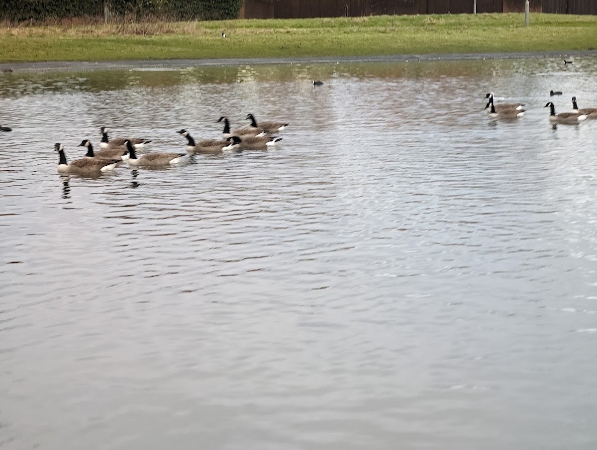 Walton Hall Park — Park